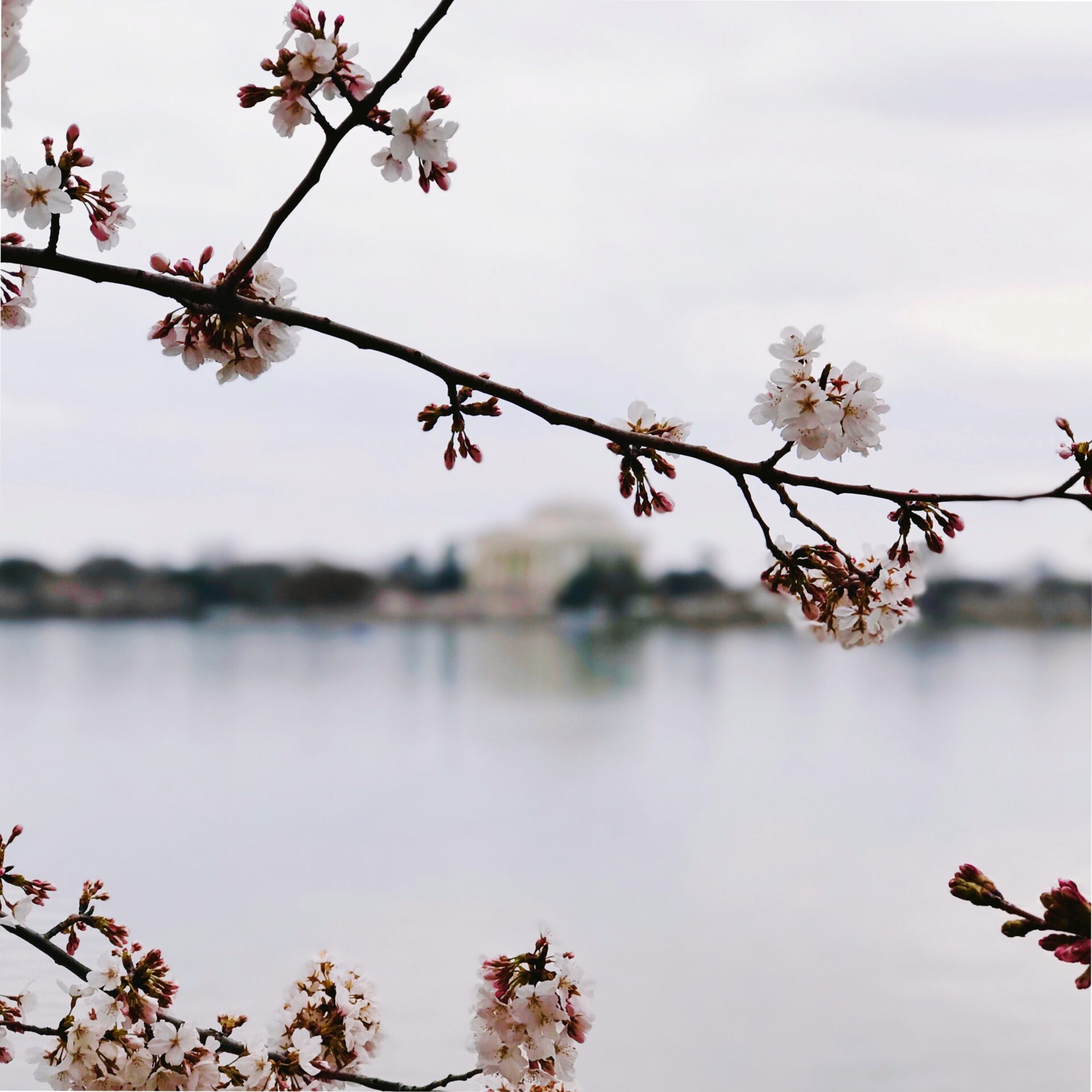 Images of Cherry Blossoms in Washington DC